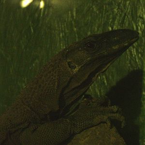 Rough-necked Monitor at Wingham 28/11/09