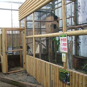 Silvery-cheeked Hornbill exhibit at Wingham 28/11/09