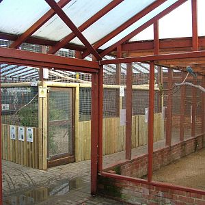 Parrot House at Wingham 28/11/09
