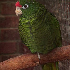 Tucaman Amazon at Wingham 28/11/09