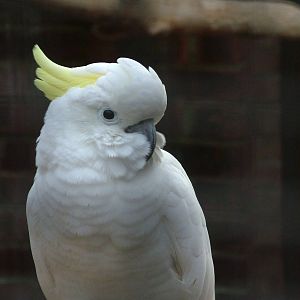 Eleonora's Cockatoo at Wingham 28/11/09