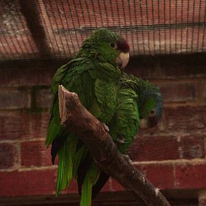 Lilac-crowned Amazon at Wingham 28/11/09