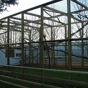 Gibbon exhibit at Wingham 28/11/09
