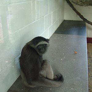 Hybrid Gibbon at Wingham 28/11/09