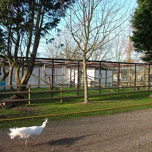 Patas Monkey exhibit at Wingham 28/11/09