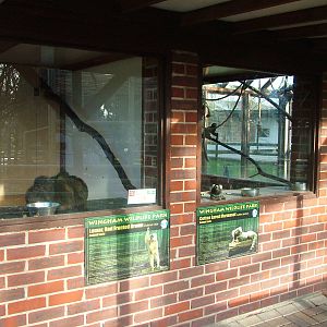 Primate exhibits at Wingham 28/11/09