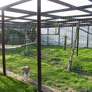 Patas Monkey exhibit at Wingham 28/11/09