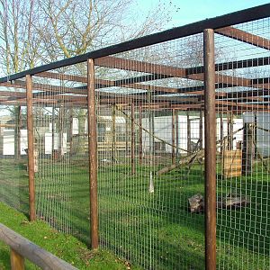 Barbary Macaque exhibit at Wingham 28/11/09