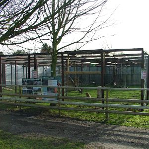 Barbary Macaque exhibit at Wingham 28/11/09