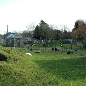 Deer and sheep paddock at Wingham 28/11/09