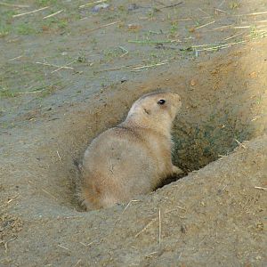 Prairie Marmot at Wingham 28/11/09