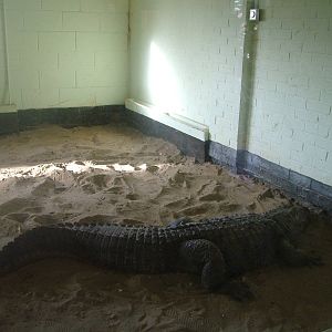 American Alligator at Wingham 28/11/09