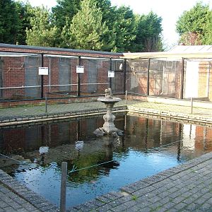 Courtyard aviaries at Wingham 28/11/09