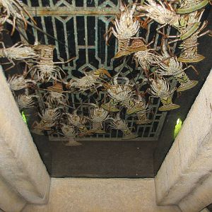 The Dig - Spiny Lobster Exhibit