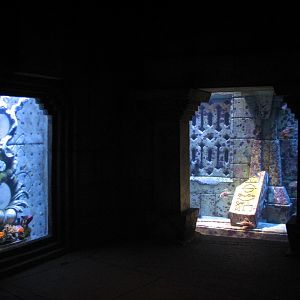 The Dig - Cuban Hogfish, Queen Angelfish, and Rock Beauty Exhibit and Lionf