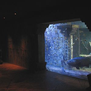 The Dig - Goliath and Nassau Grouper Exhibit