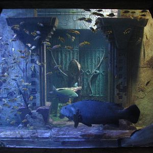 The Dig - Goliath and Nassau Grouper Exhibit