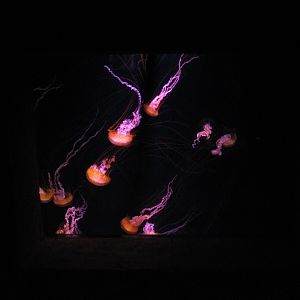 The Dig - Purple-striped Jellies Exhibit