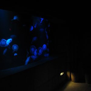 The Dig - Moon Jelly Exhibit