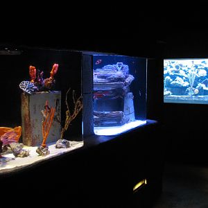 The Dig - Clownfish, Seahorse, and Small Reef Exhibits