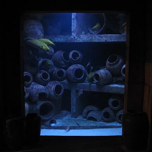 The Dig - Moray Eel Exhibit