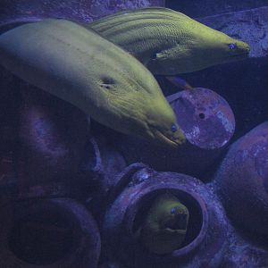 The Dig - Moray Eel Exhibit