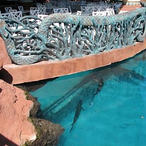 Predator Lagoon - Lagoon Bar