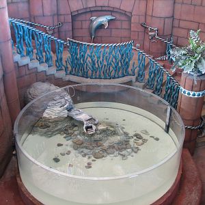 Predator Lagoon - Lagoon Bar Entry to Underwater Viewing