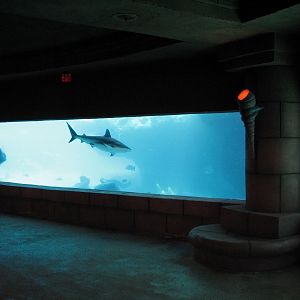 Predator Lagoon -  Underwater Viewing Area