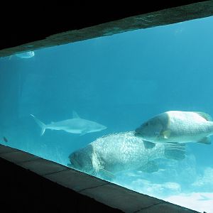 Predator Lagoon -  Underwater Viewing Area