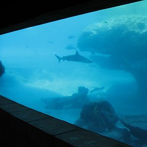 Predator Lagoon -  Underwater Viewing Area