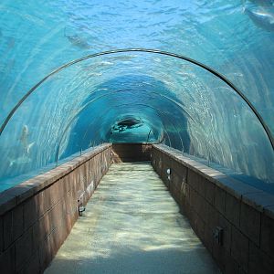 Predator Lagoon - Tunnel