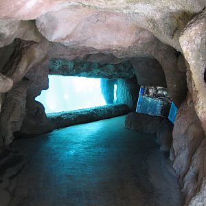 Predator Lagoon -  Underwater Viewing Area