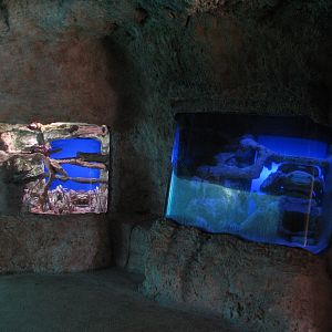 Predator Lagoon - Two Small Exhibits