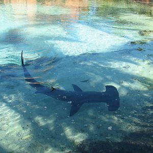 Predator Lagoon - Great Hammerhead