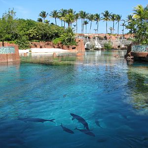 Predator Lagoon - Top View