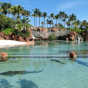 Predator Lagoon - Top View