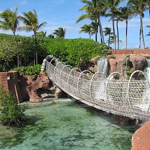 Predator Lagoon - Suspension Bridge