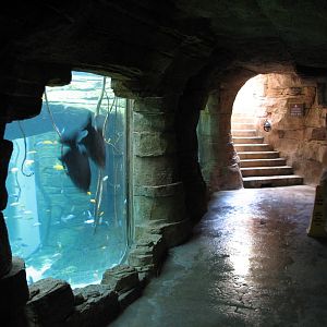 Aquaventure - Cenote - Entry