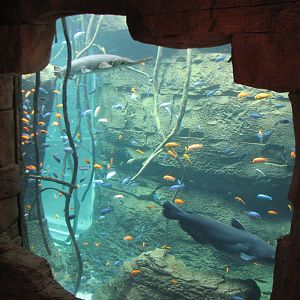 Aquaventure - Cenote - Alligator Gar Exhibit