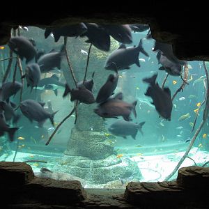 Aquaventure - Cenote - Pacu Exhibit