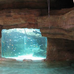 Aquaventure - Cenote - Aquarium
