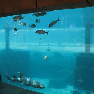 Mayan Temple Lagoon - Underwater Viewing Area