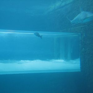 Mayan Temple Lagoon - Waterslide Tube Inside Exhibit