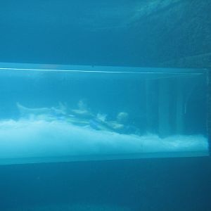 Mayan Temple Lagoon - Waterslide Tube Inside Exhibit