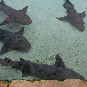 Mayan Temple Lagoon - Nurse Sharks