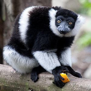 Black and White Ruffed Lemur