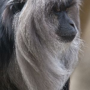 Lion Tailed Macaque