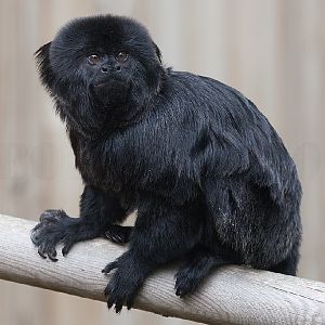 Goeldi's Monkey