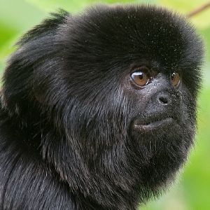 Goeldi's Monkey